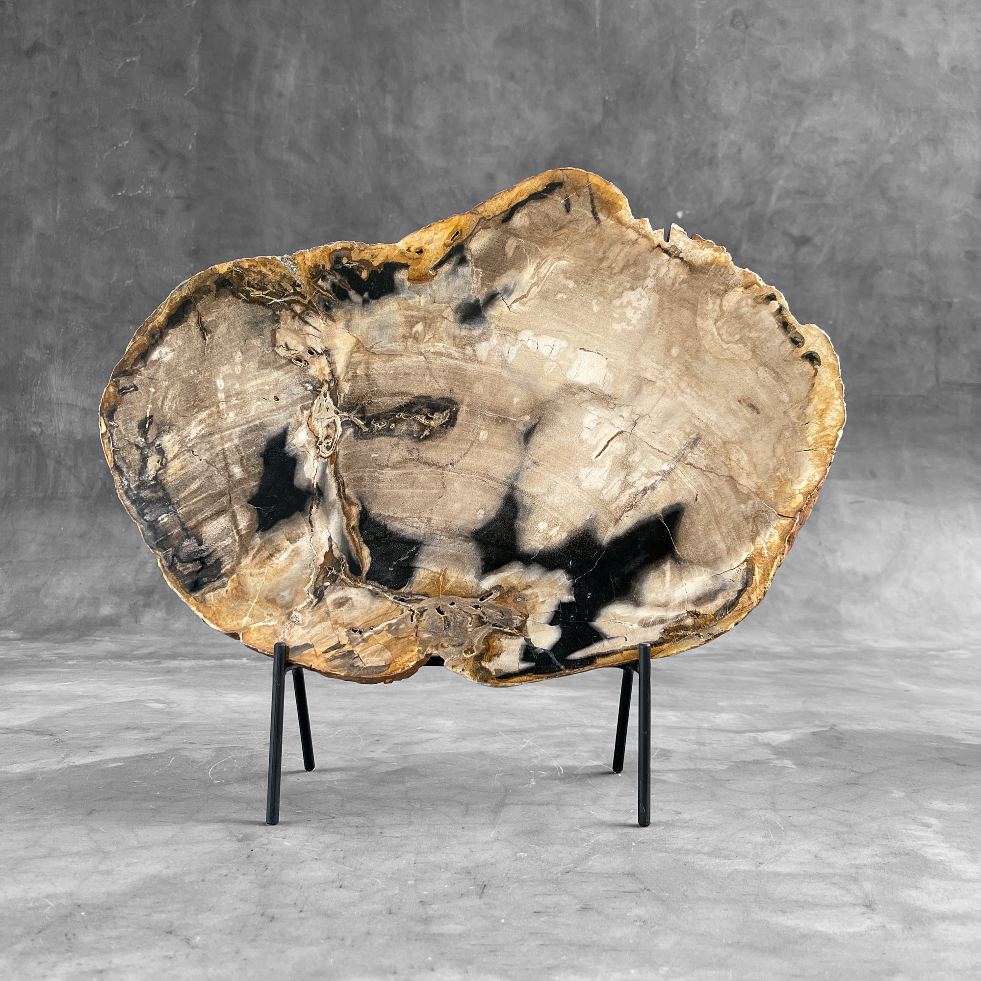 Beautiful Slice of Petrified Wood on stand - 9O/133