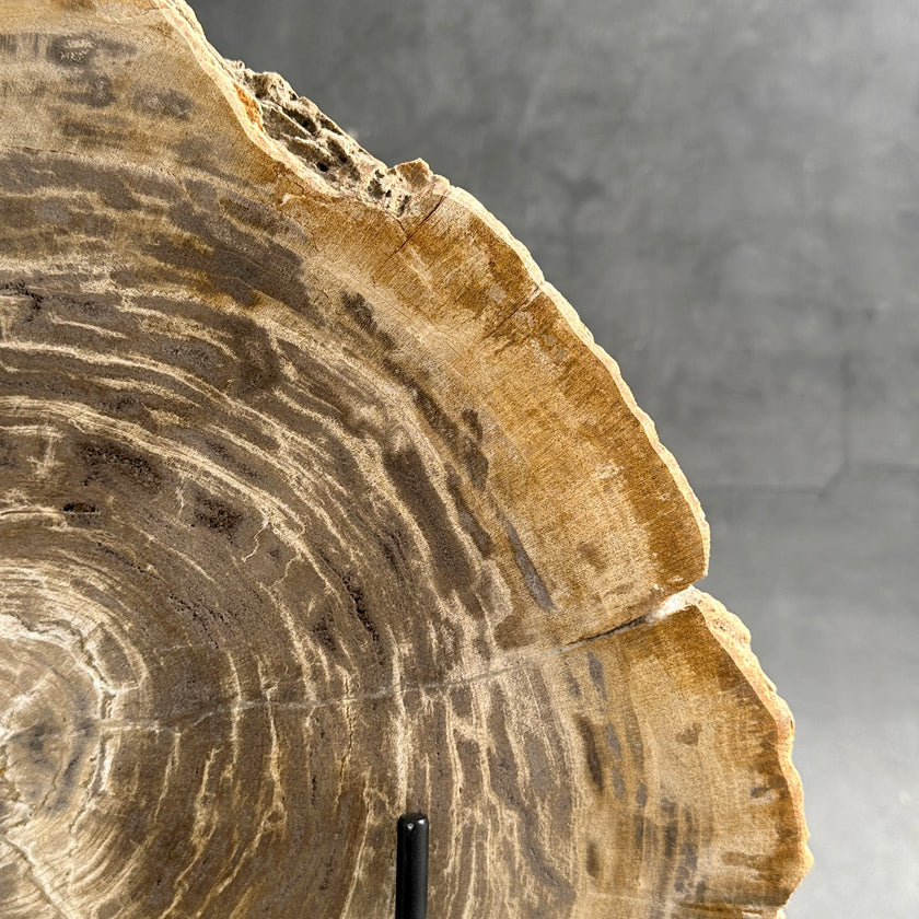 Beautiful Slice of Petrified Wood on stand - G1/149
