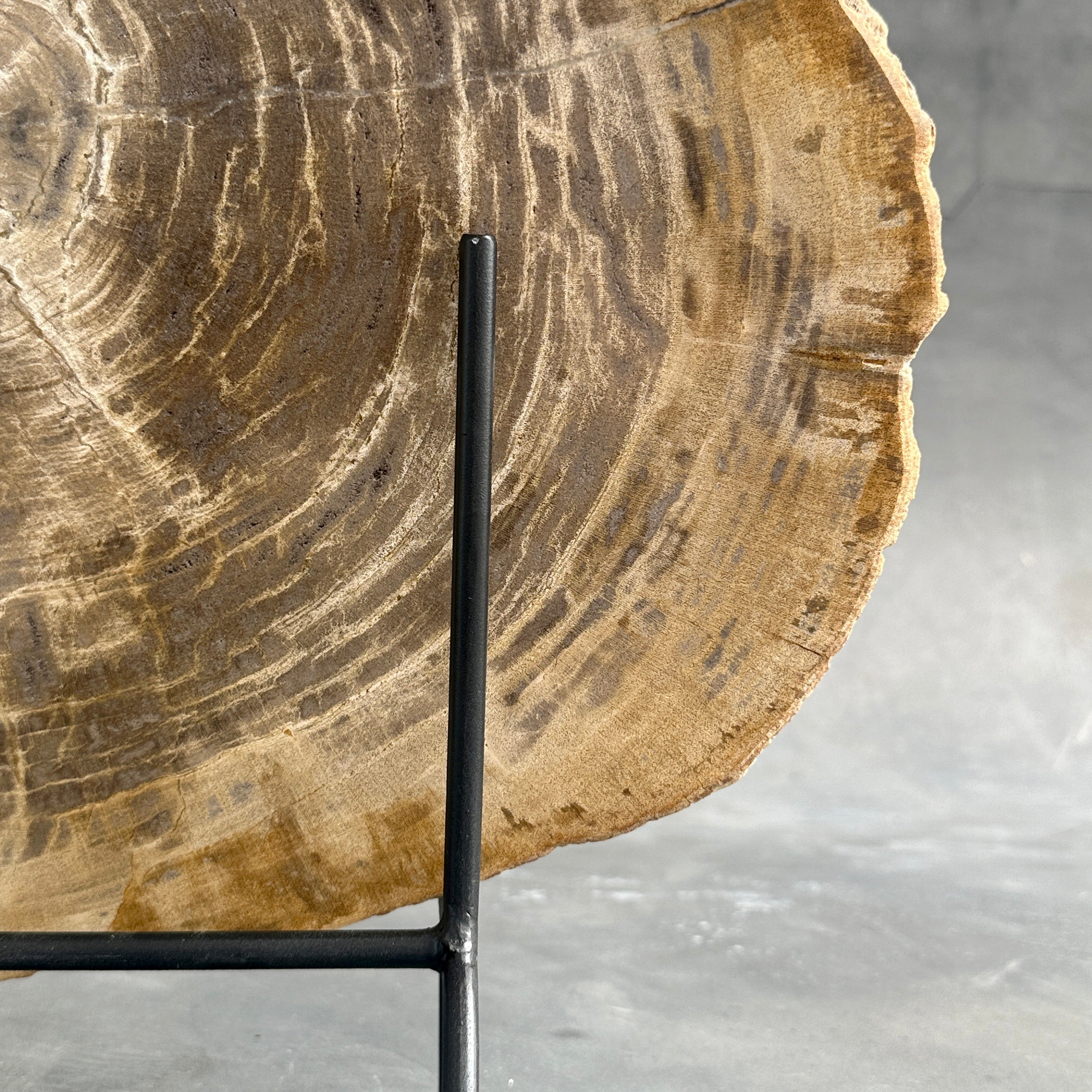 Beautiful Slice of Petrified Wood on stand - G1/149
