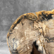 Beautiful Slice of Petrified Wood on stand - 9O/133