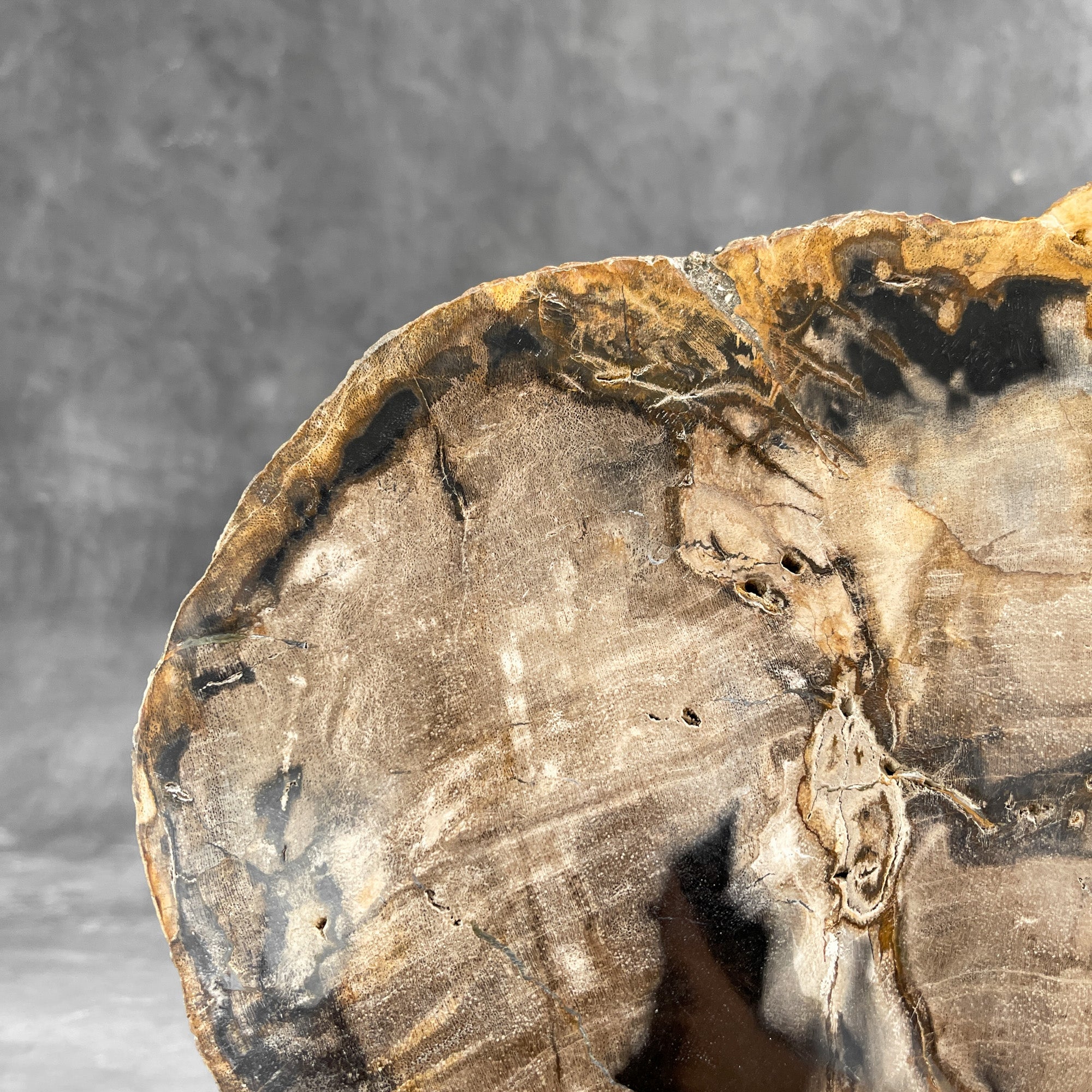Beautiful Slice of Petrified Wood on stand - 9O/133