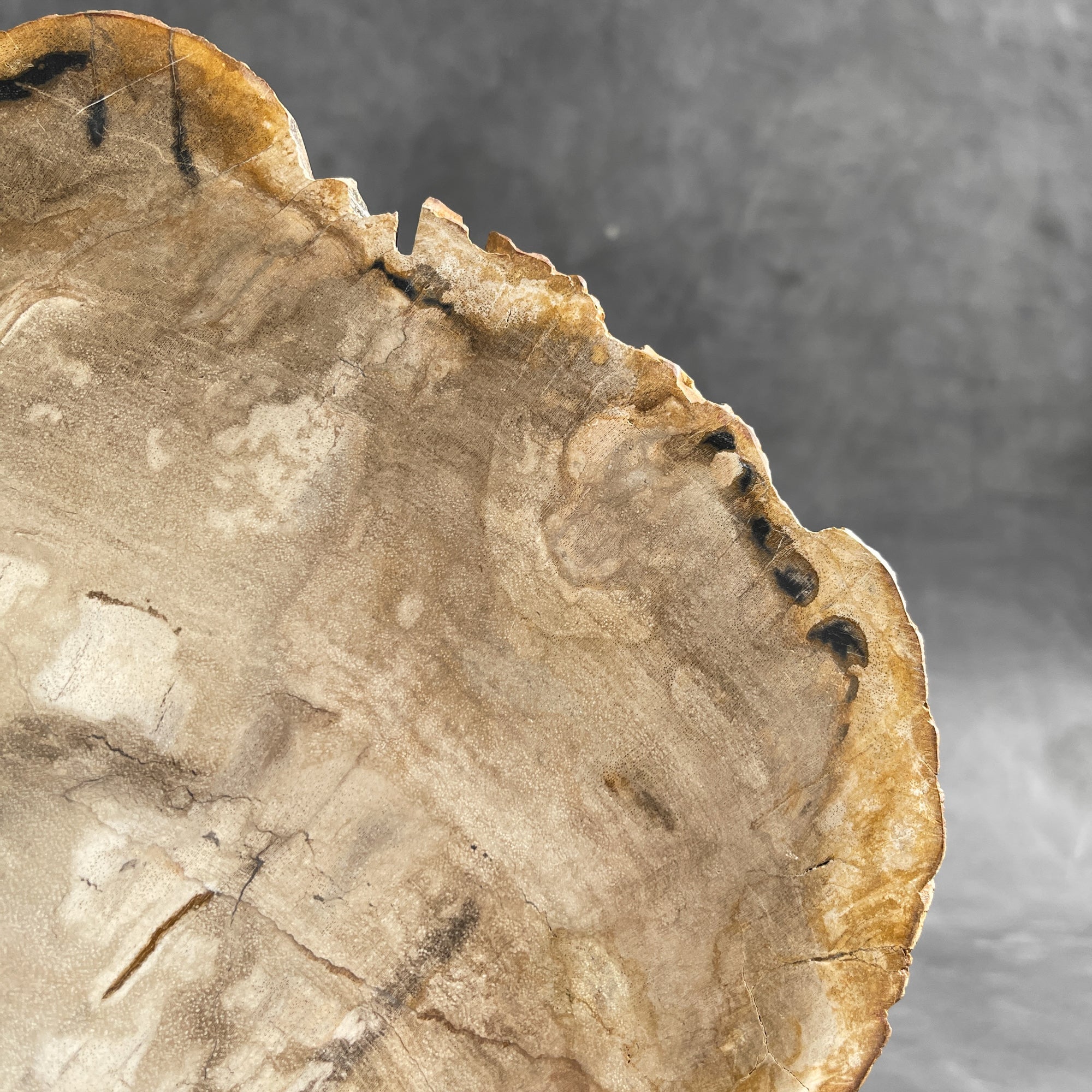 Beautiful Slice of Petrified Wood on stand - 9O/133