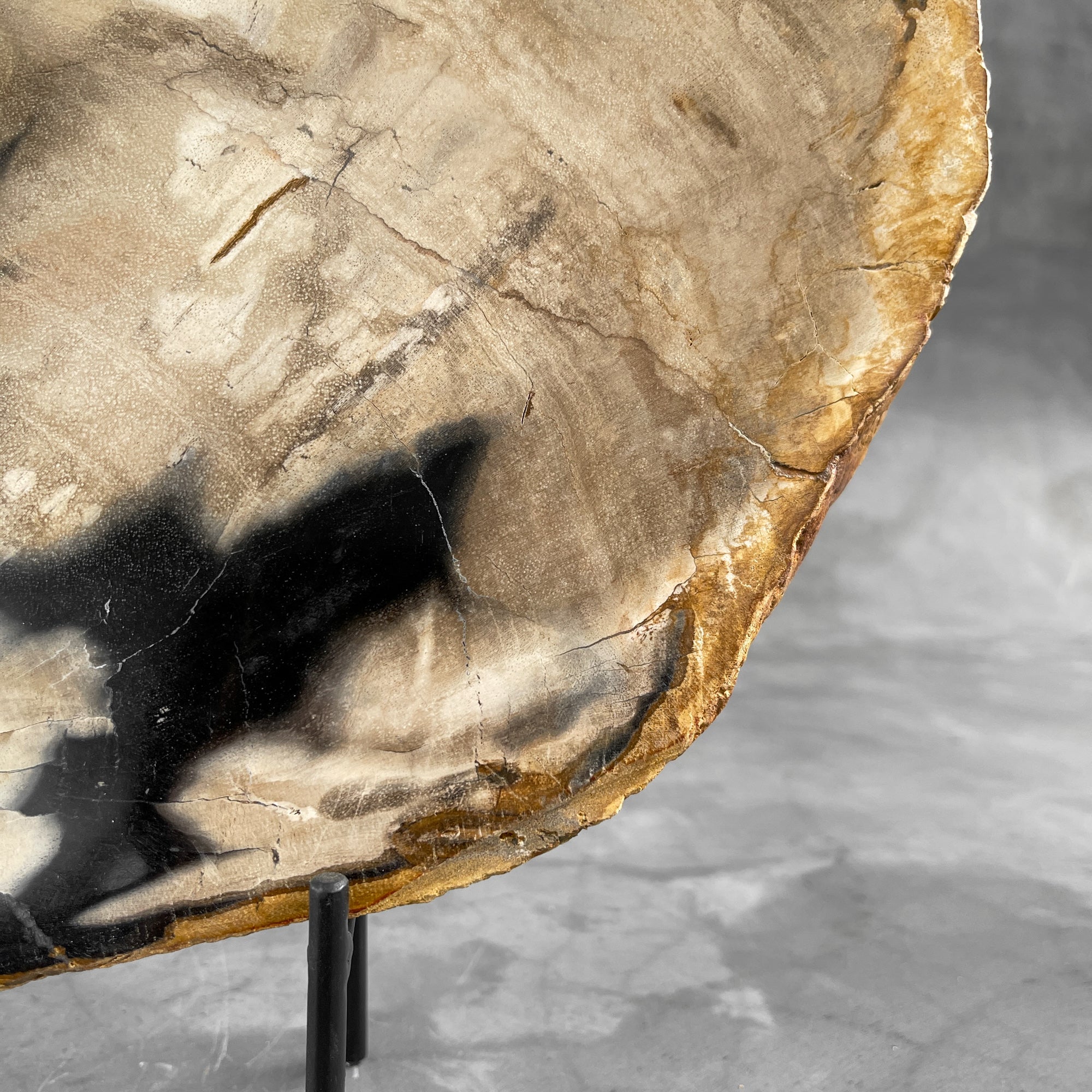 Beautiful Slice of Petrified Wood on stand - 9O/133