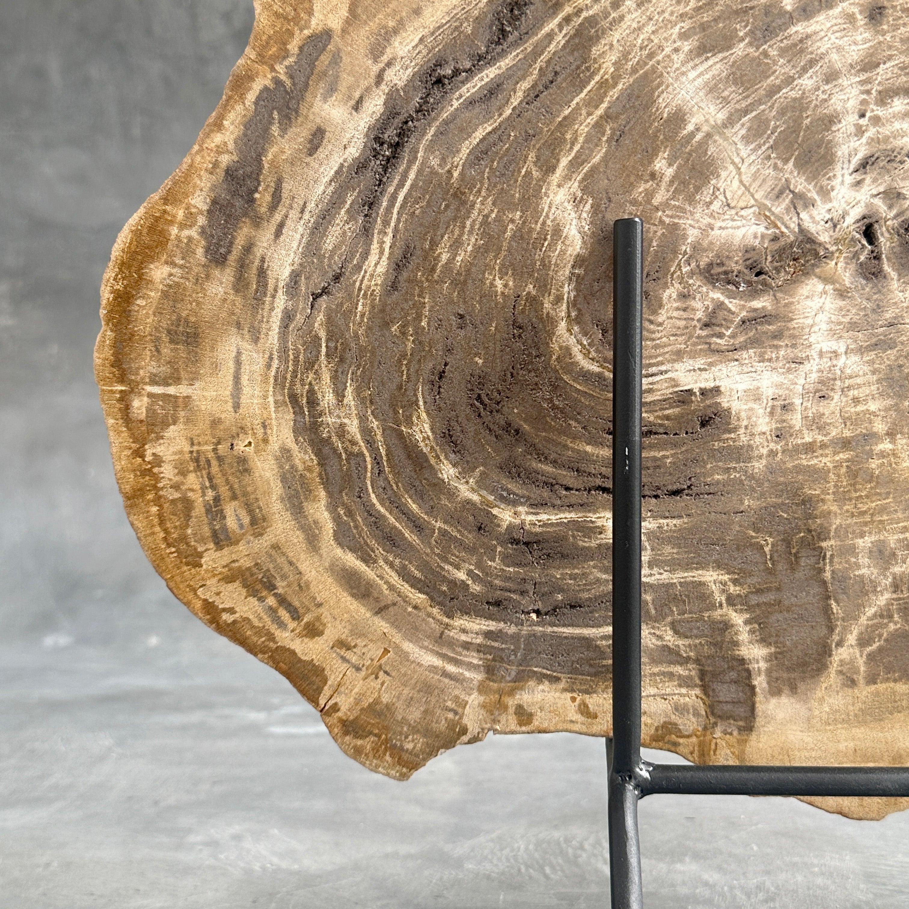 Beautiful Slice of Petrified Wood on stand - G1/149