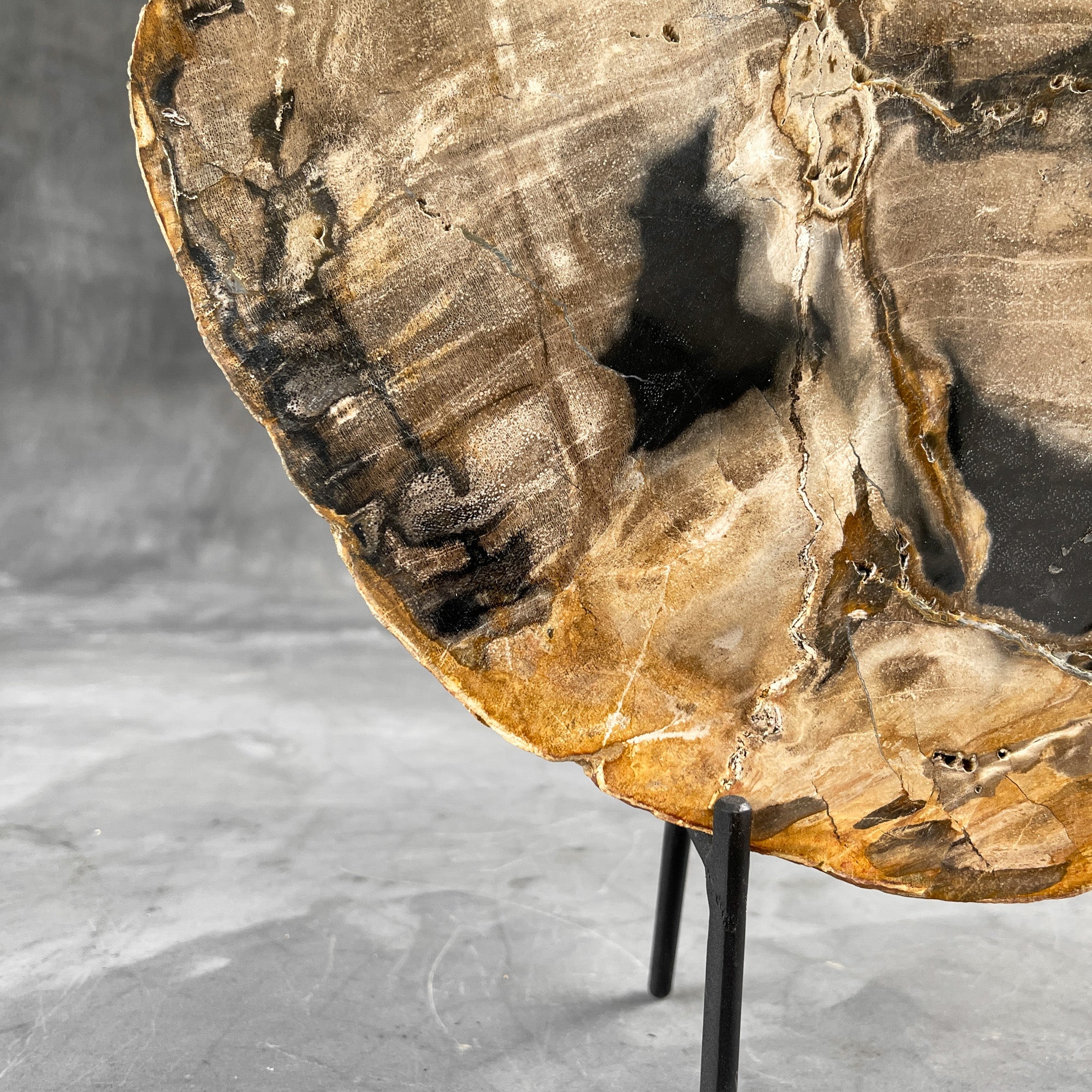 Beautiful Slice of Petrified Wood on stand - 9O/133