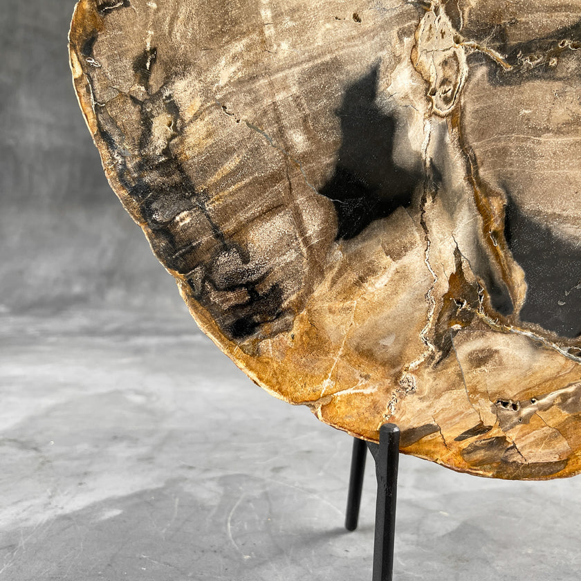 Beautiful Slice of Petrified Wood on stand - 9O/133