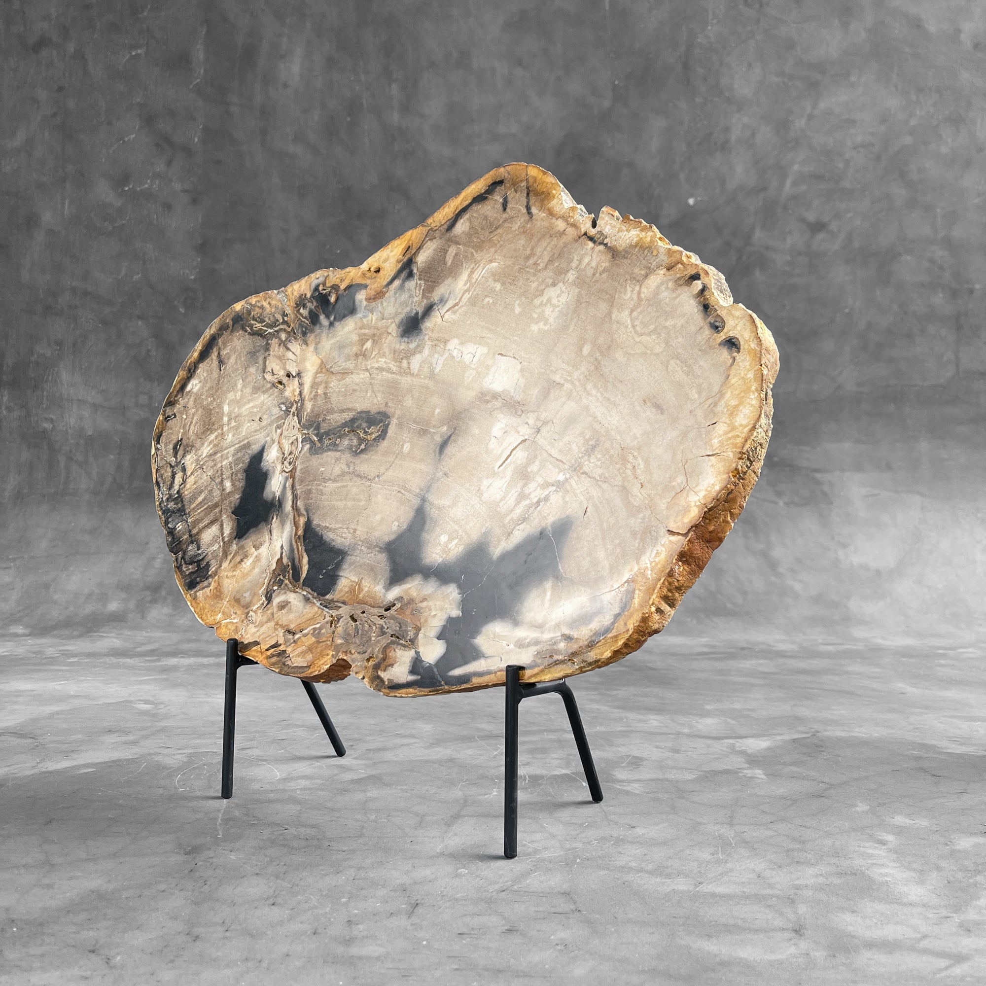 Beautiful Slice of Petrified Wood on stand - 9O/133