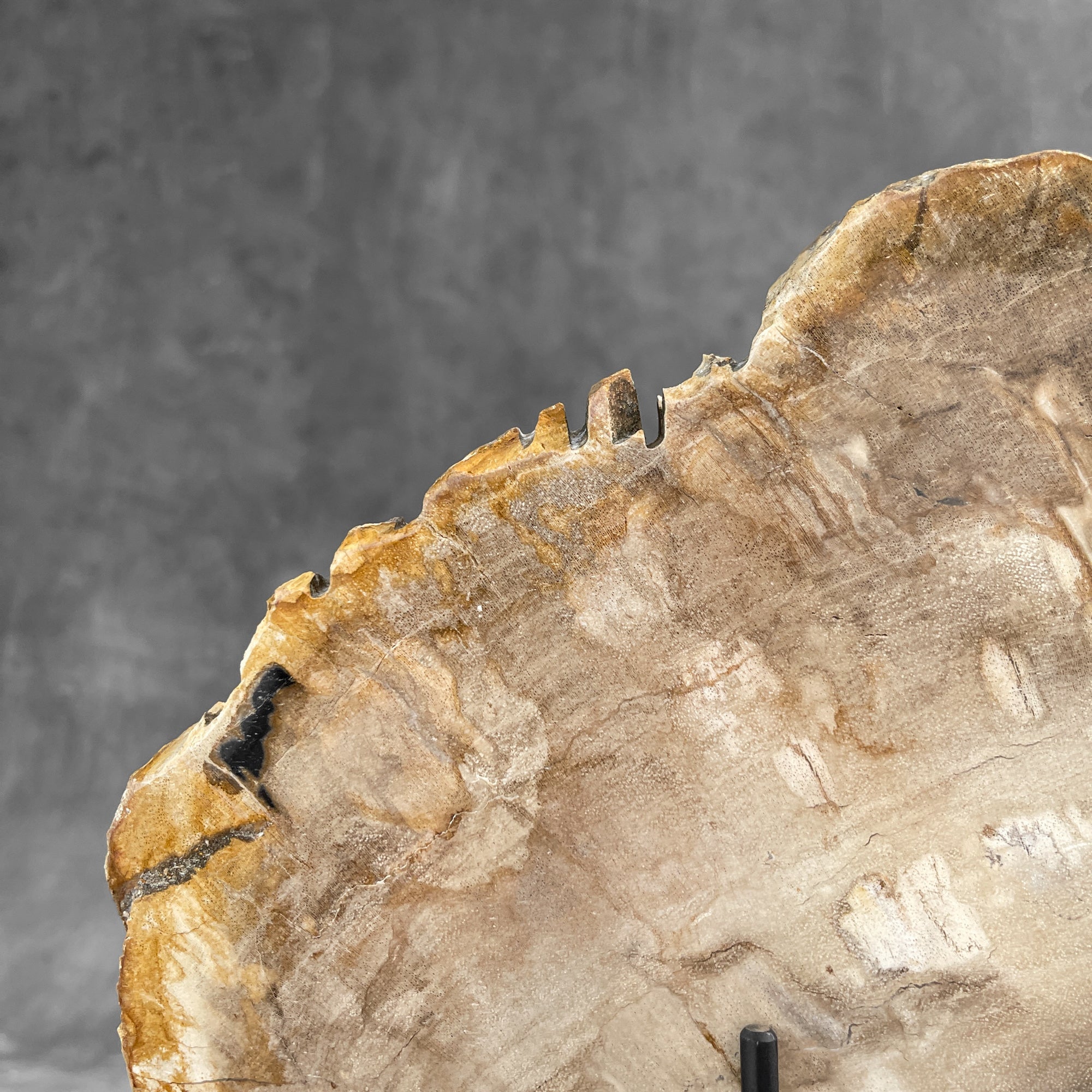Beautiful Slice of Petrified Wood on stand - 9O/133
