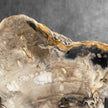 Beautiful Slice of Petrified Wood on stand - 9O/133