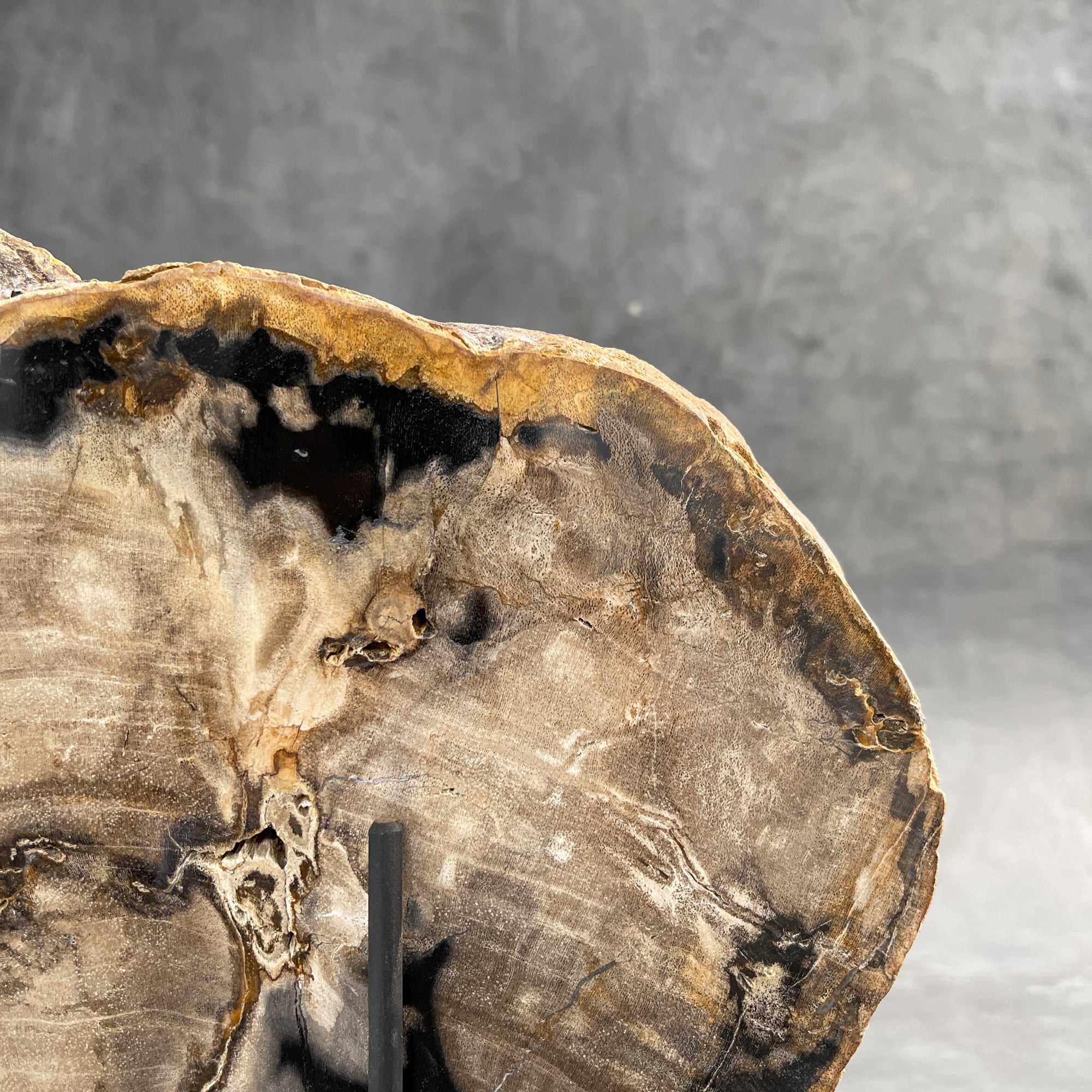 Beautiful Slice of Petrified Wood on stand - 9O/133