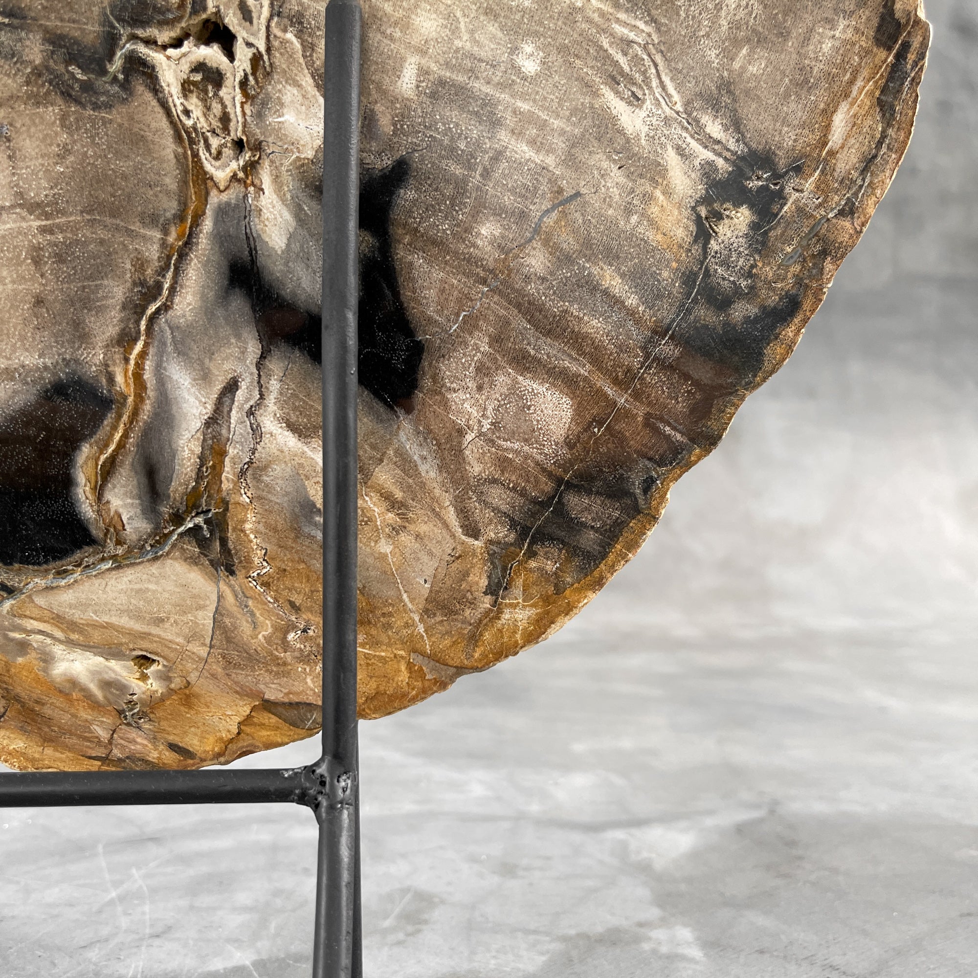 Beautiful Slice of Petrified Wood on stand - 9O/133