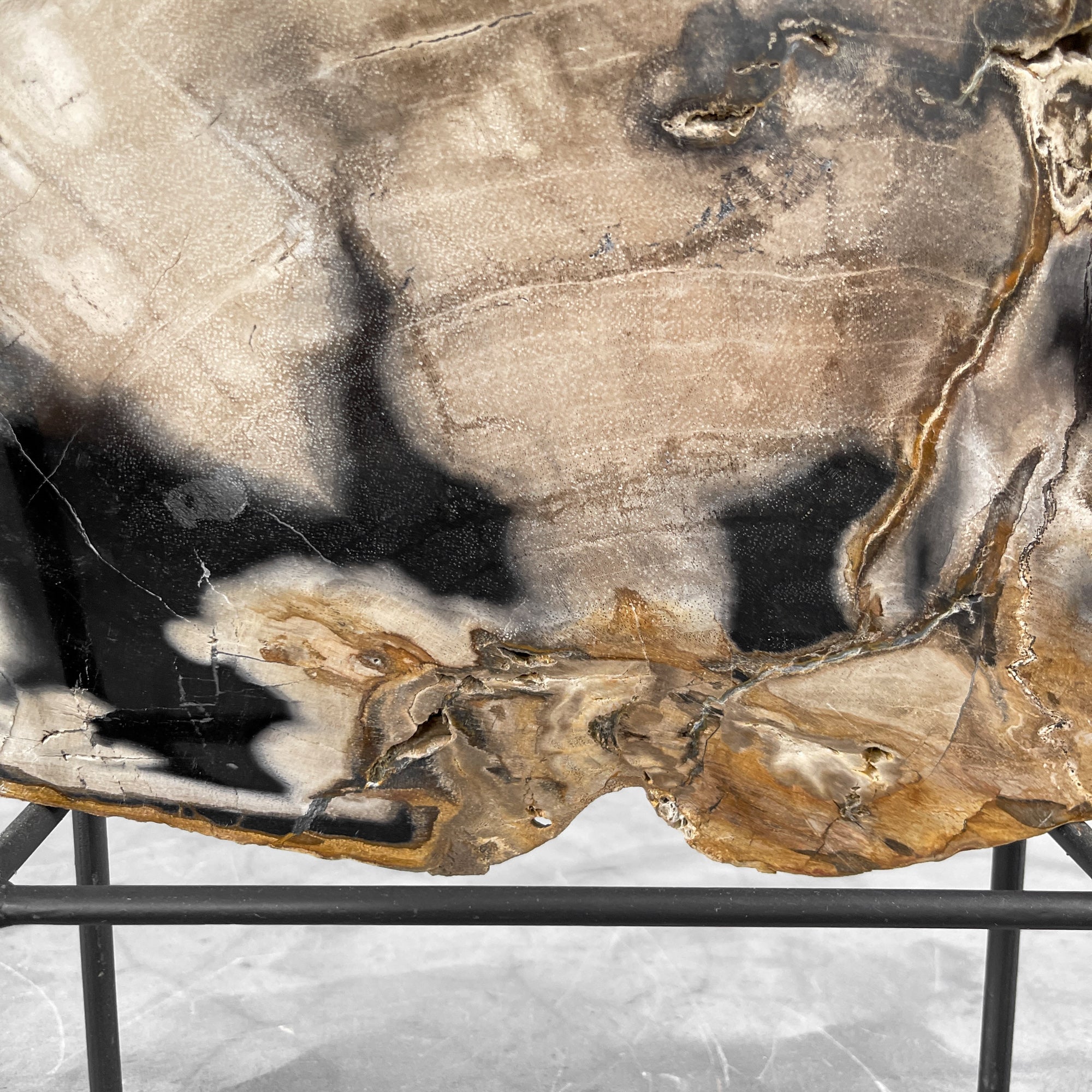 Beautiful Slice of Petrified Wood on stand - 9O/133