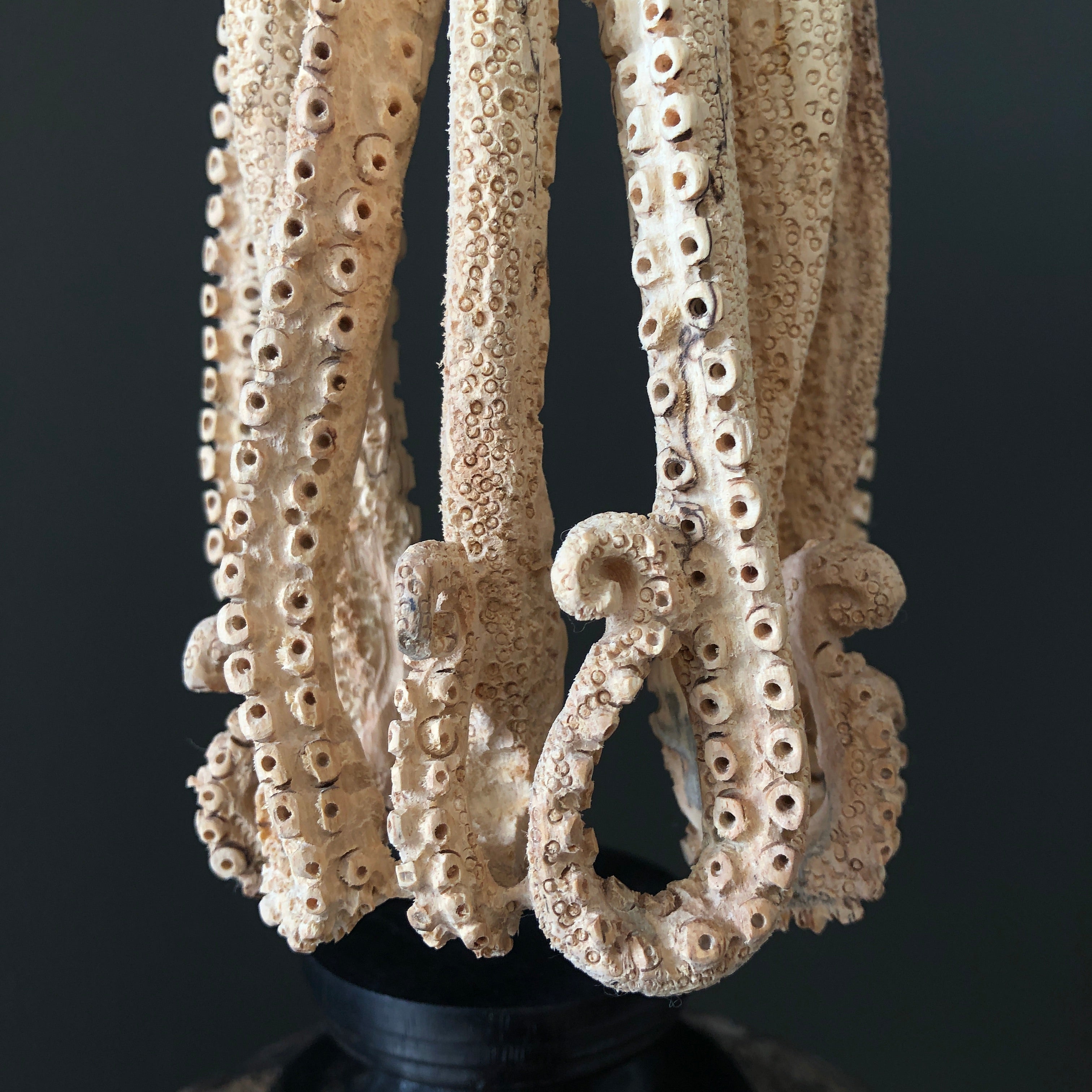 Tamarind Wood Skull with Carved Tentacles - 7G/110