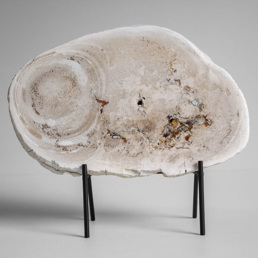 A Beautiful Slice of Petrified Palm Root on stand  PetW/055