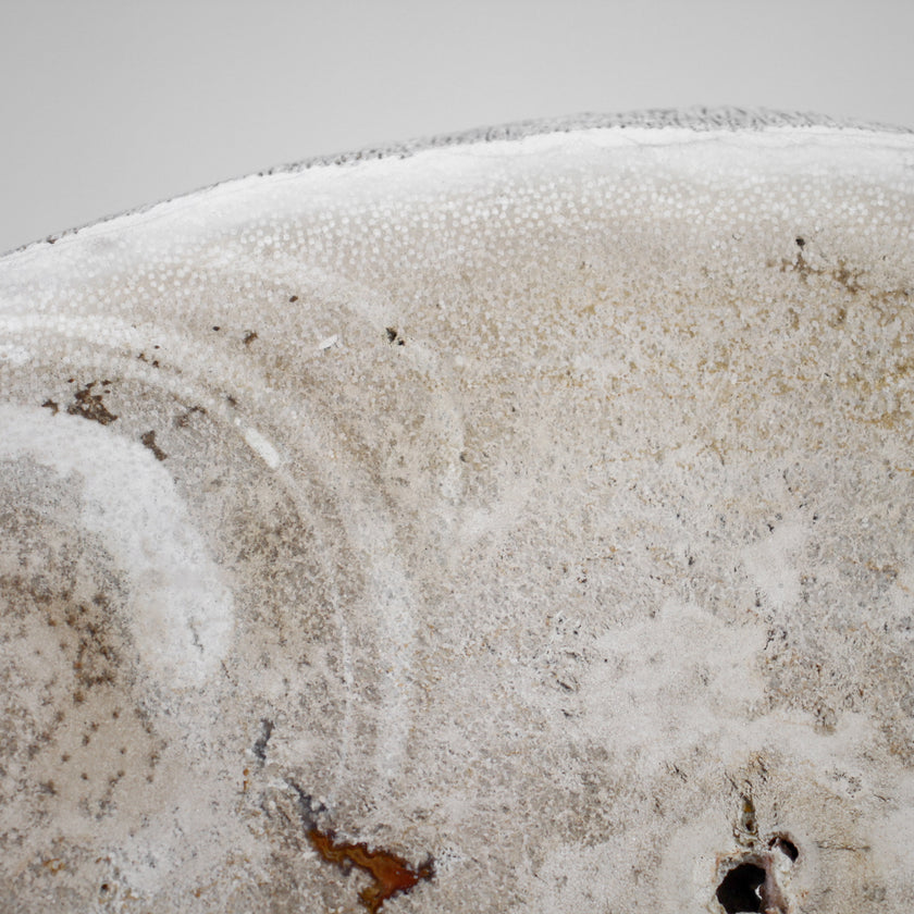 A Beautiful Slice of Petrified Palm Root on stand  PetW/055