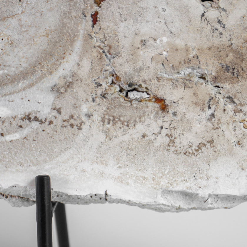 A Beautiful Slice of Petrified Palm Root on stand  PetW/055