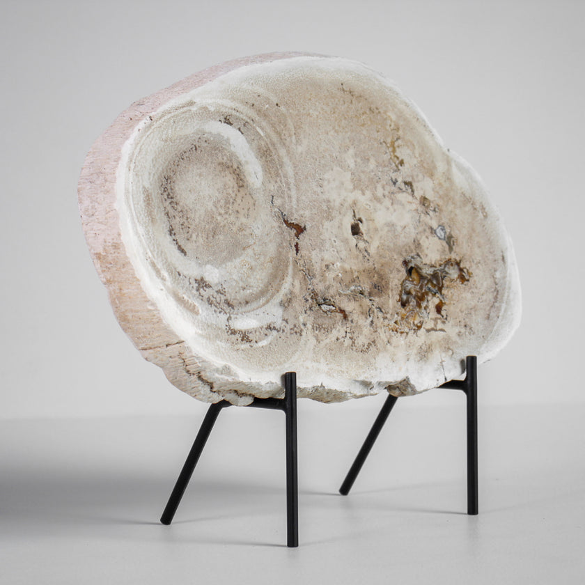 A Beautiful Slice of Petrified Palm Root on stand  PetW/055