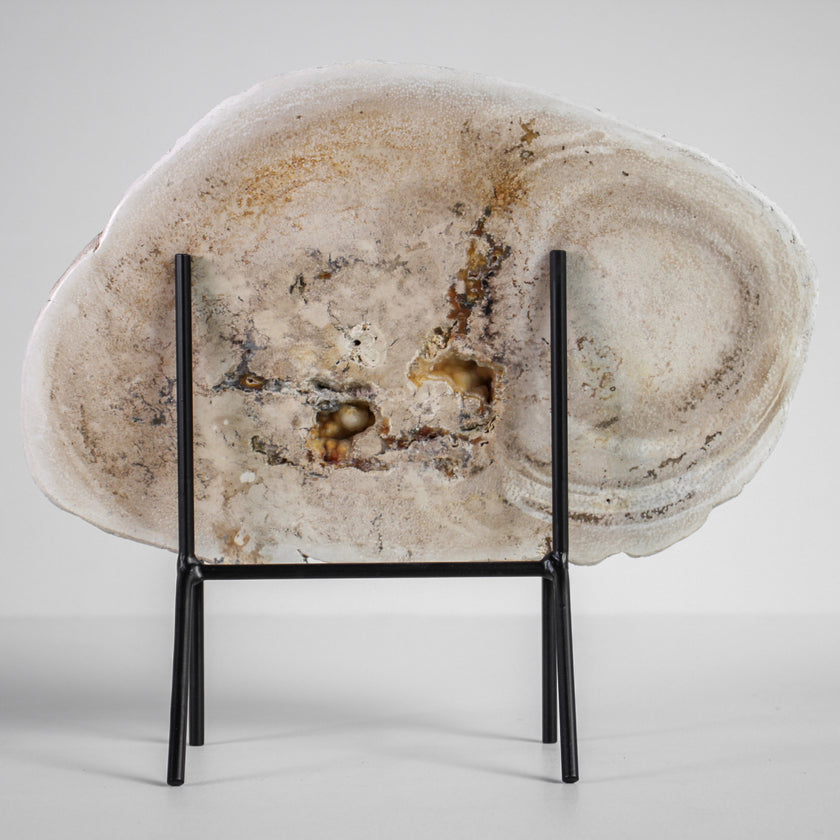 A Beautiful Slice of Petrified Palm Root on stand  PetW/055