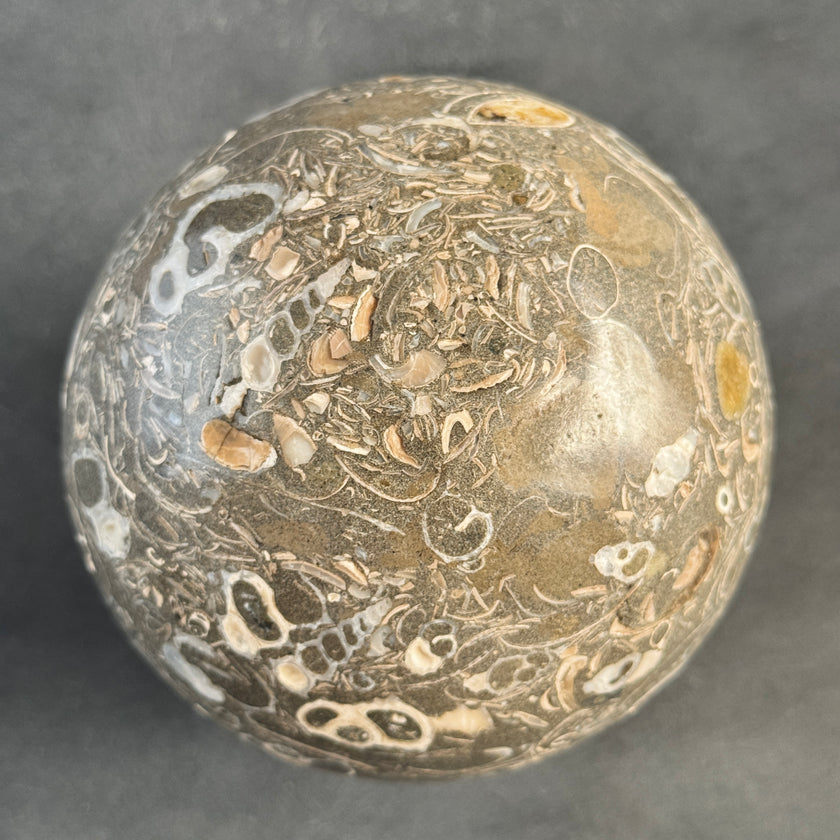 Sphere Stone Turtitella - Min,A/007