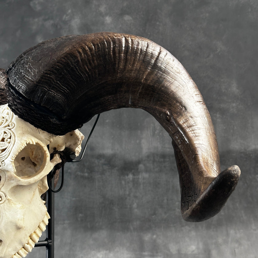 Ram’s Skull Infinity - Skull,A/065