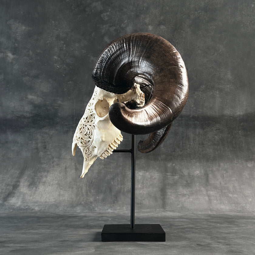 Ram’s Skull Infinity - Skull,A/065