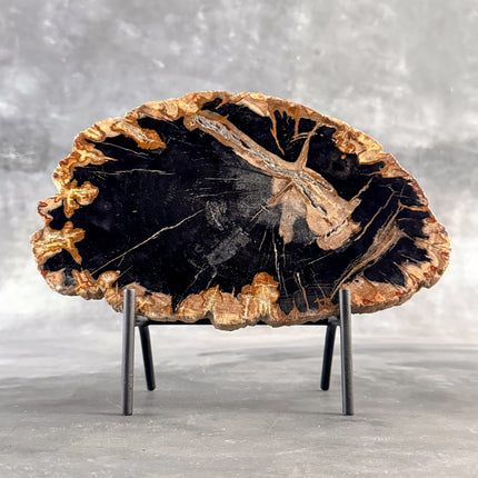 Beautiful Slice of Petrified Wood on stand - L5/168