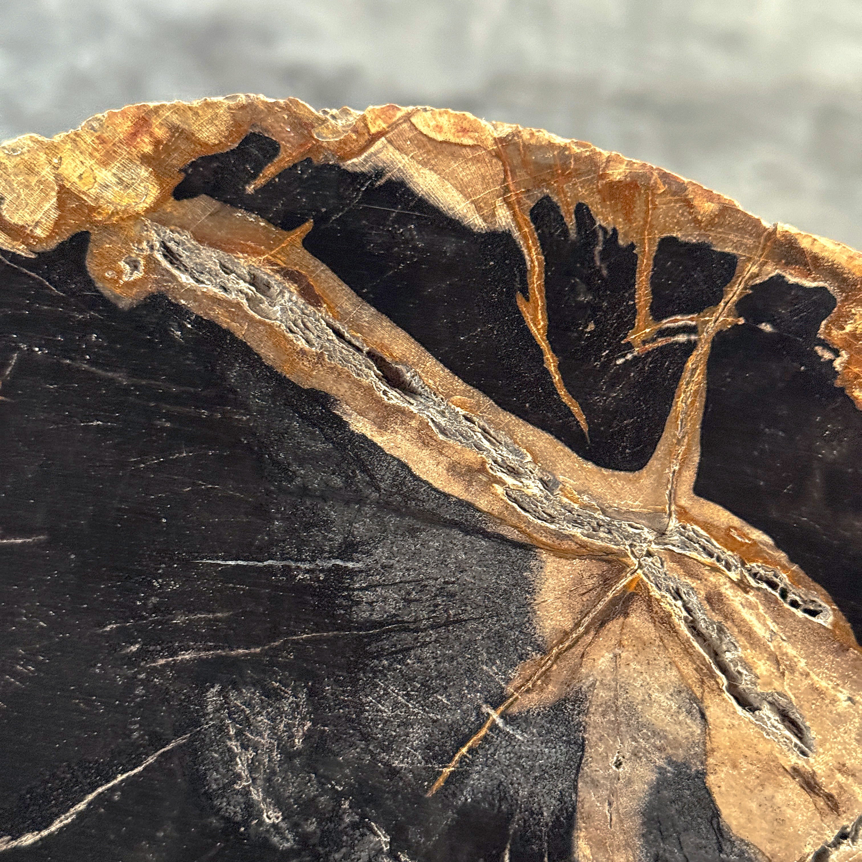 Beautiful Slice of Petrified Wood on stand - L5/168