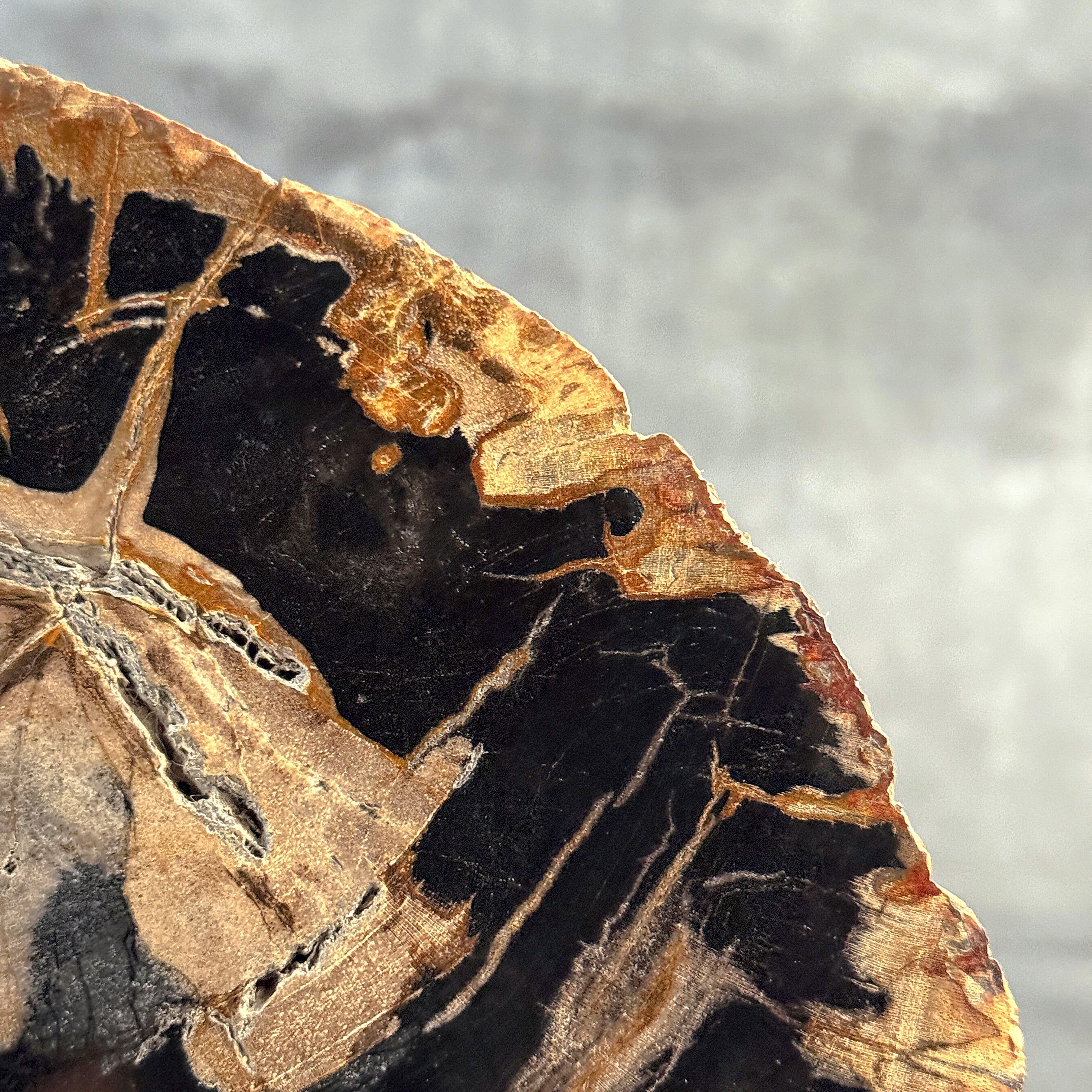 Beautiful Slice of Petrified Wood on stand - L5/168