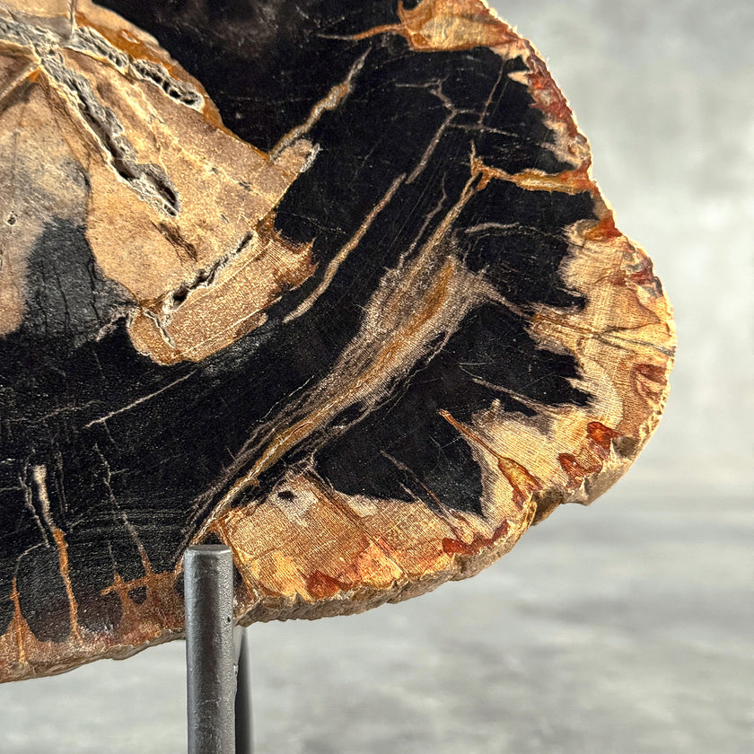 Beautiful Slice of Petrified Wood on stand - L5/168