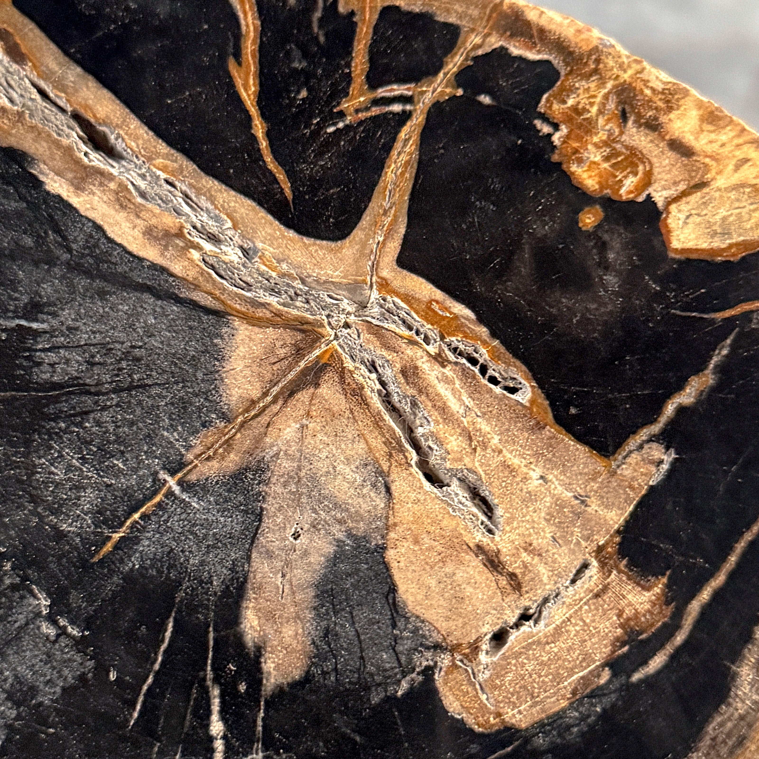 Beautiful Slice of Petrified Wood on stand - L5/168