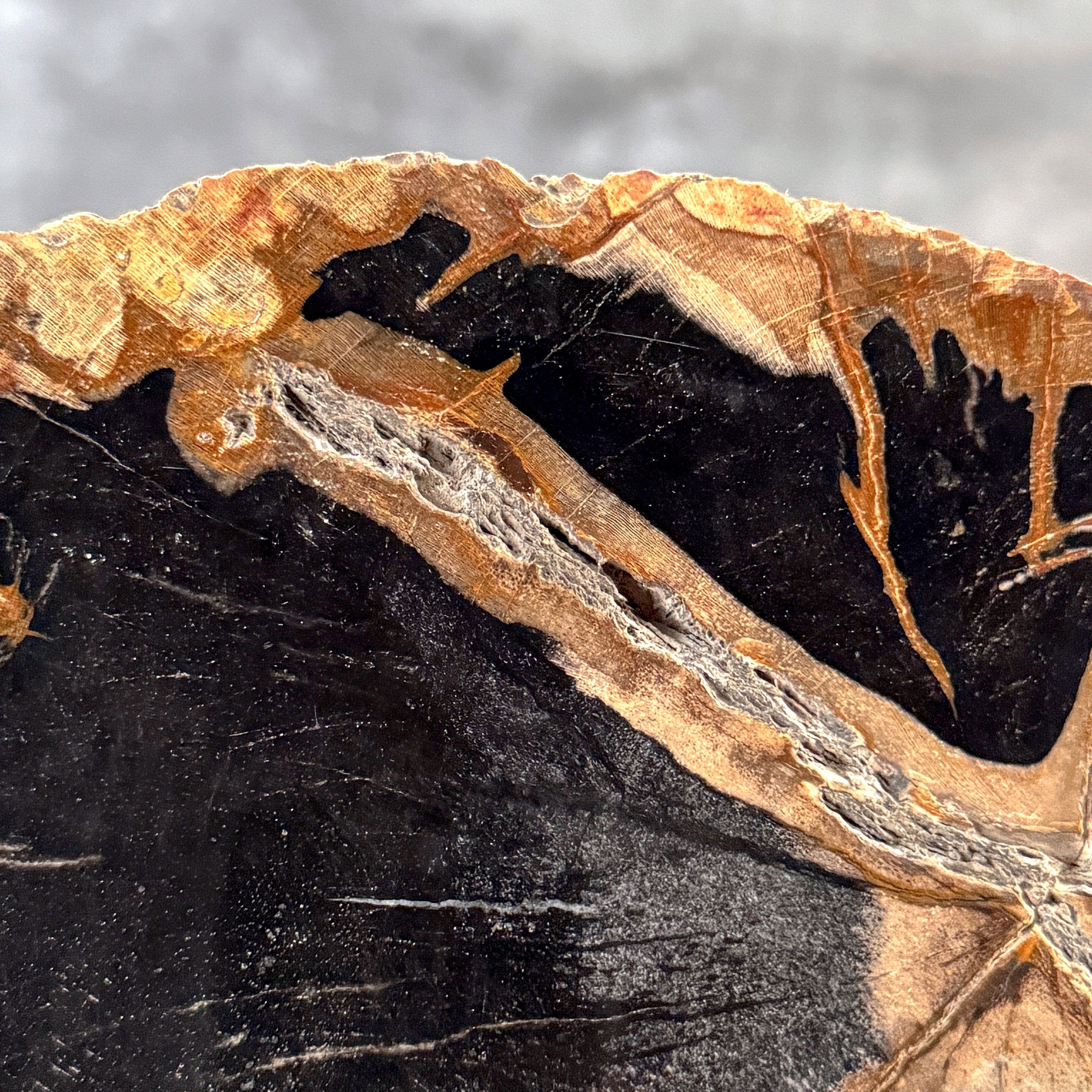 Beautiful Slice of Petrified Wood on stand - L5/168