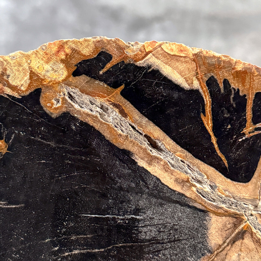 Beautiful Slice of Petrified Wood on stand - L5/168