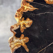 Beautiful Slice of Petrified Wood on stand - L5/168