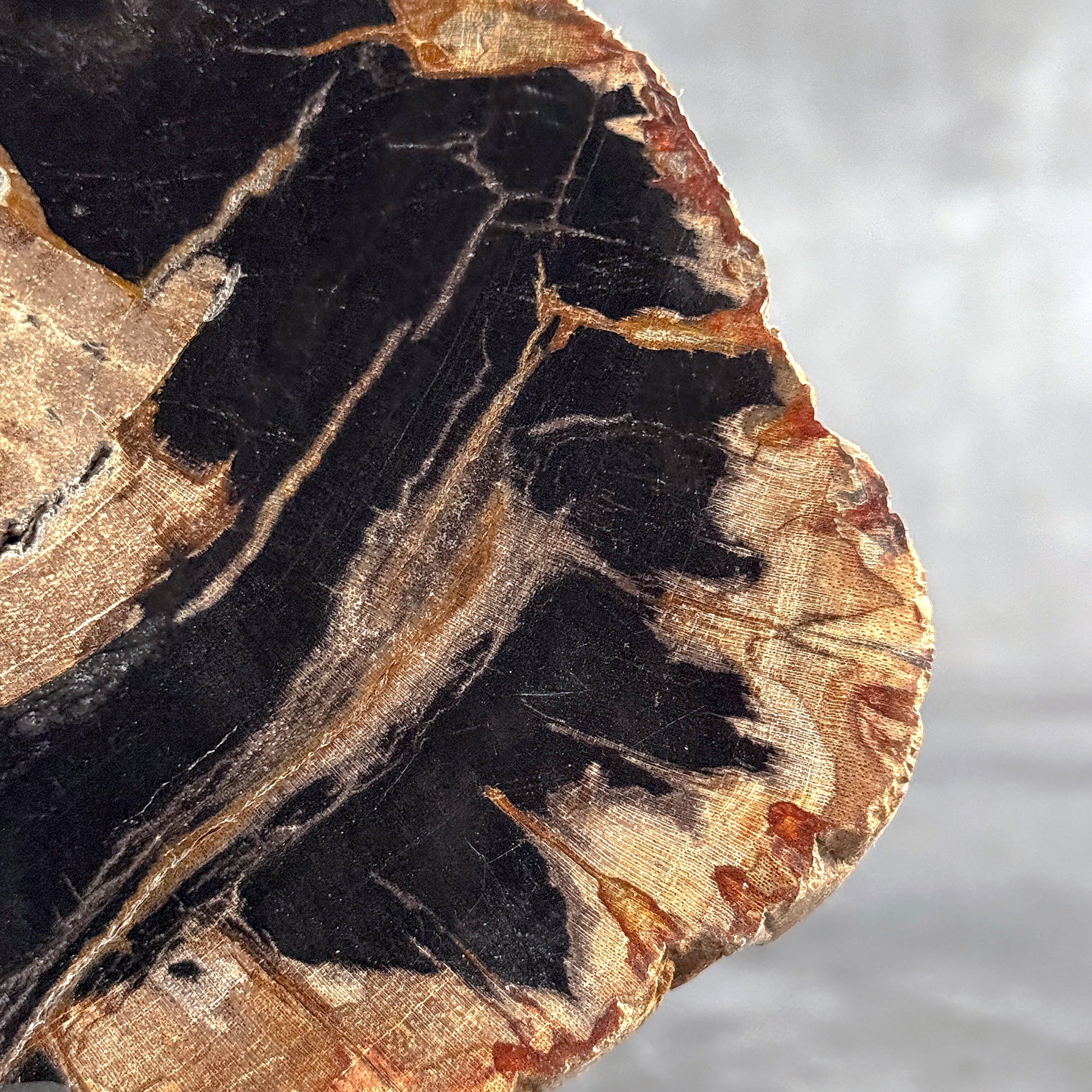Beautiful Slice of Petrified Wood on stand - L5/168