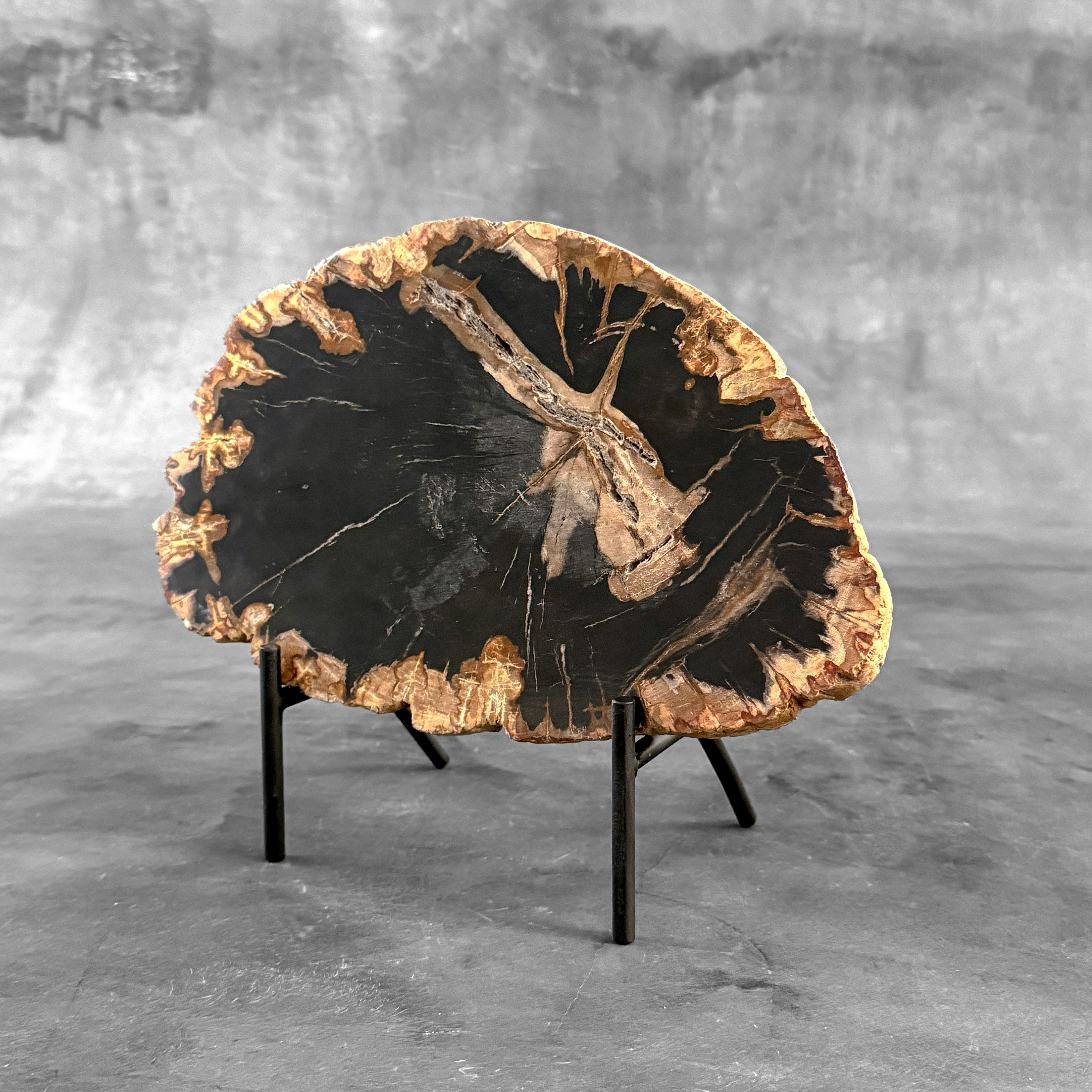 Beautiful Slice of Petrified Wood on stand - L5/168