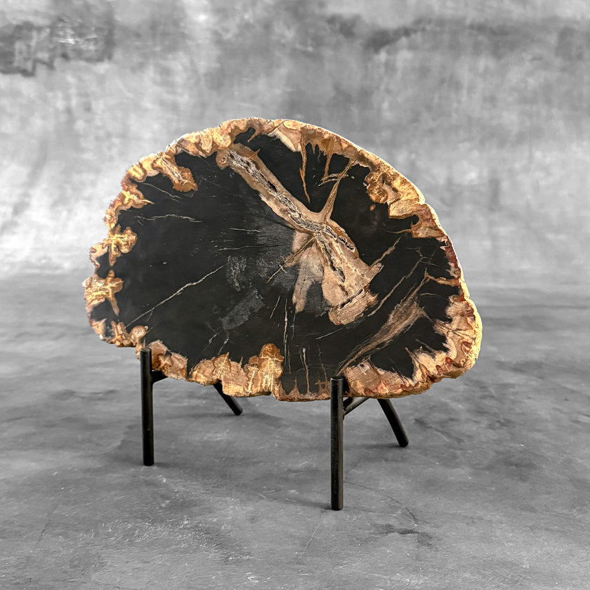 Beautiful Slice of Petrified Wood on stand - L5/168