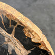 Beautiful Slice of Petrified Wood on stand - L5/168