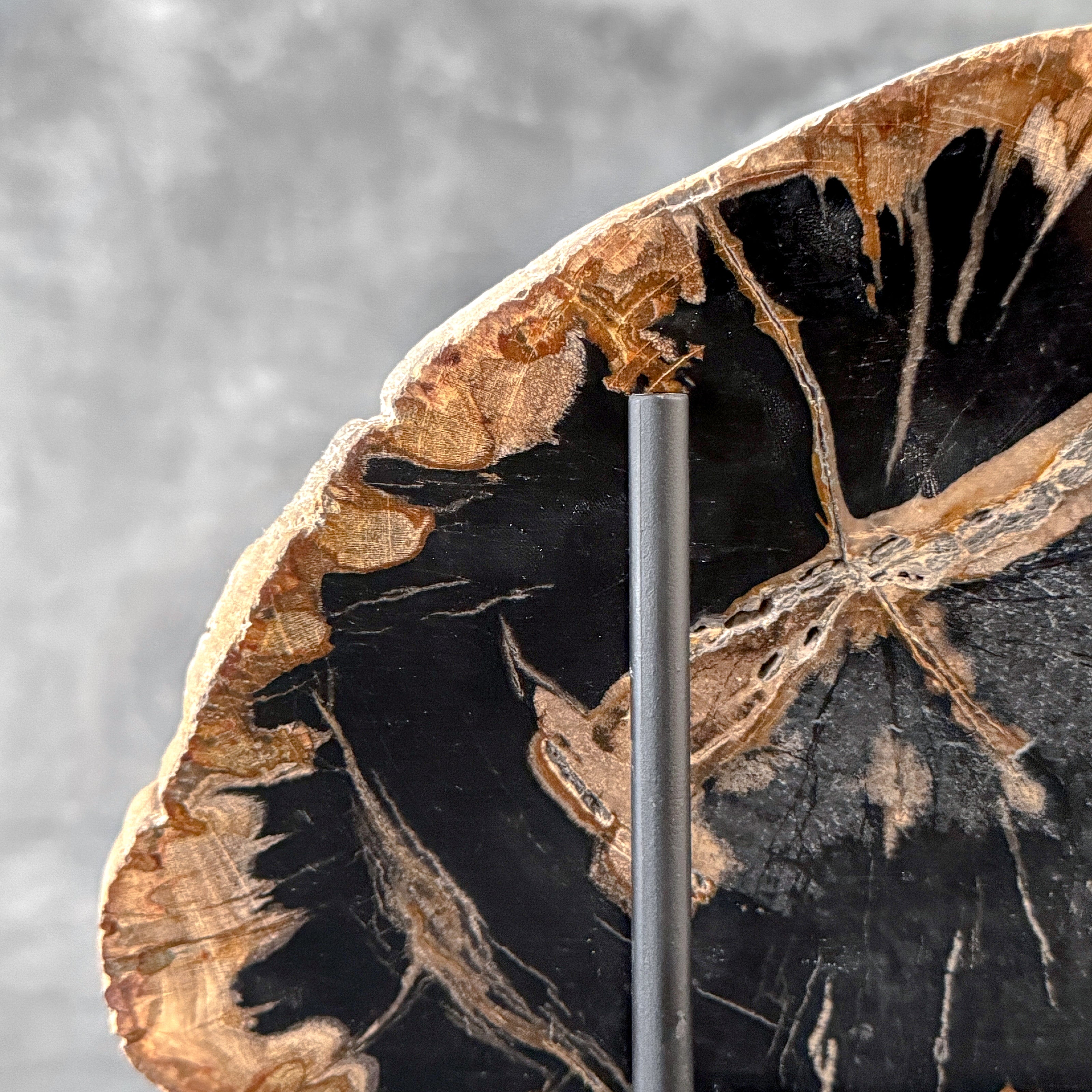 Beautiful Slice of Petrified Wood on stand - L5/168