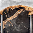 Beautiful Slice of Petrified Wood on stand - L5/168