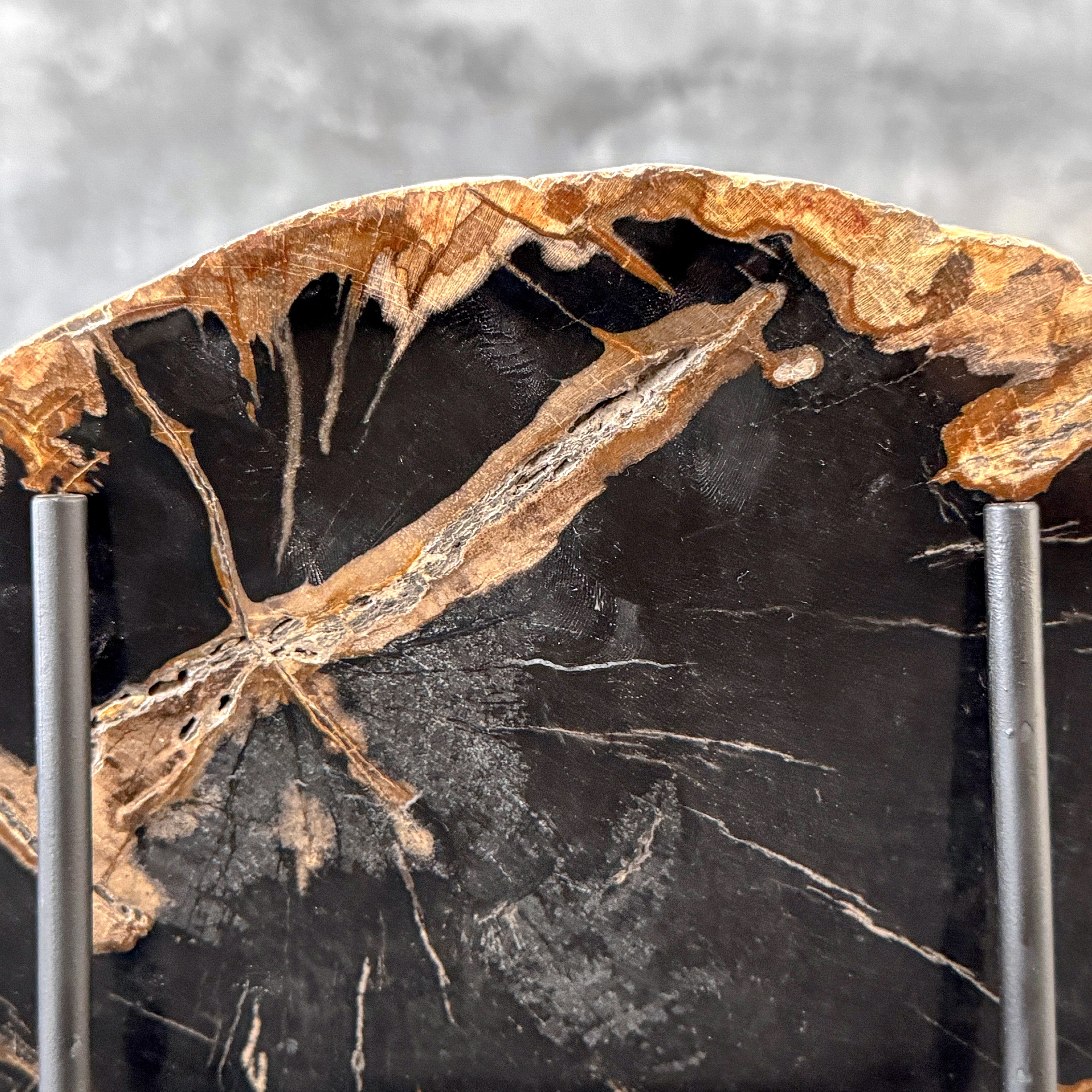 Beautiful Slice of Petrified Wood on stand - L5/168