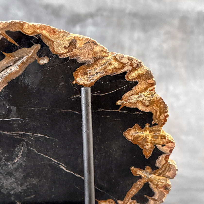 Beautiful Slice of Petrified Wood on stand - L5/168