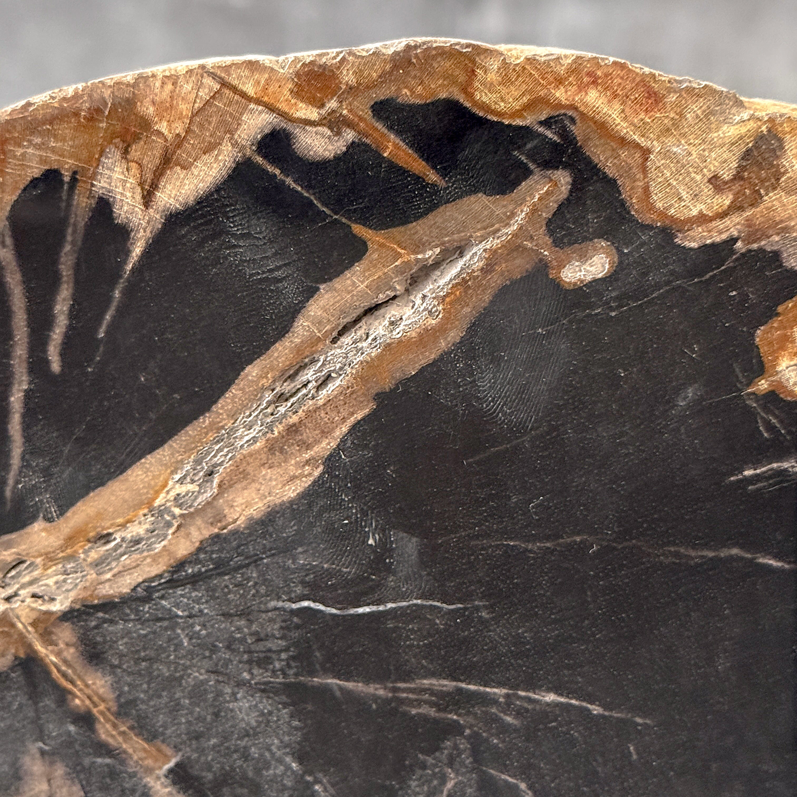 Beautiful Slice of Petrified Wood on stand - L5/168
