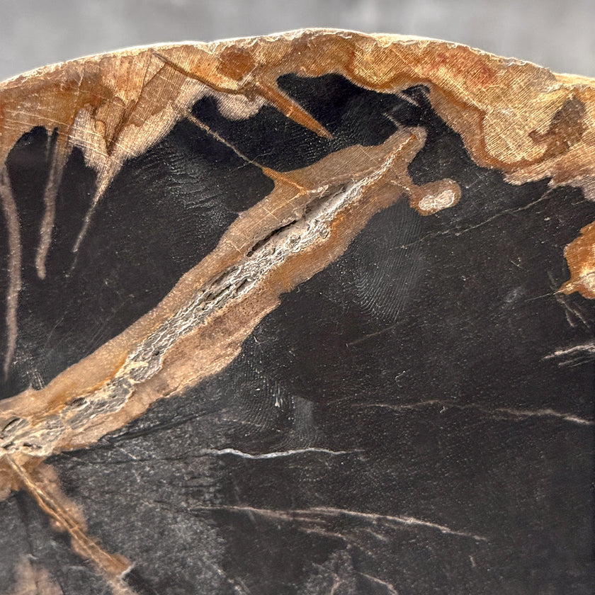 Beautiful Slice of Petrified Wood on stand - L5/168