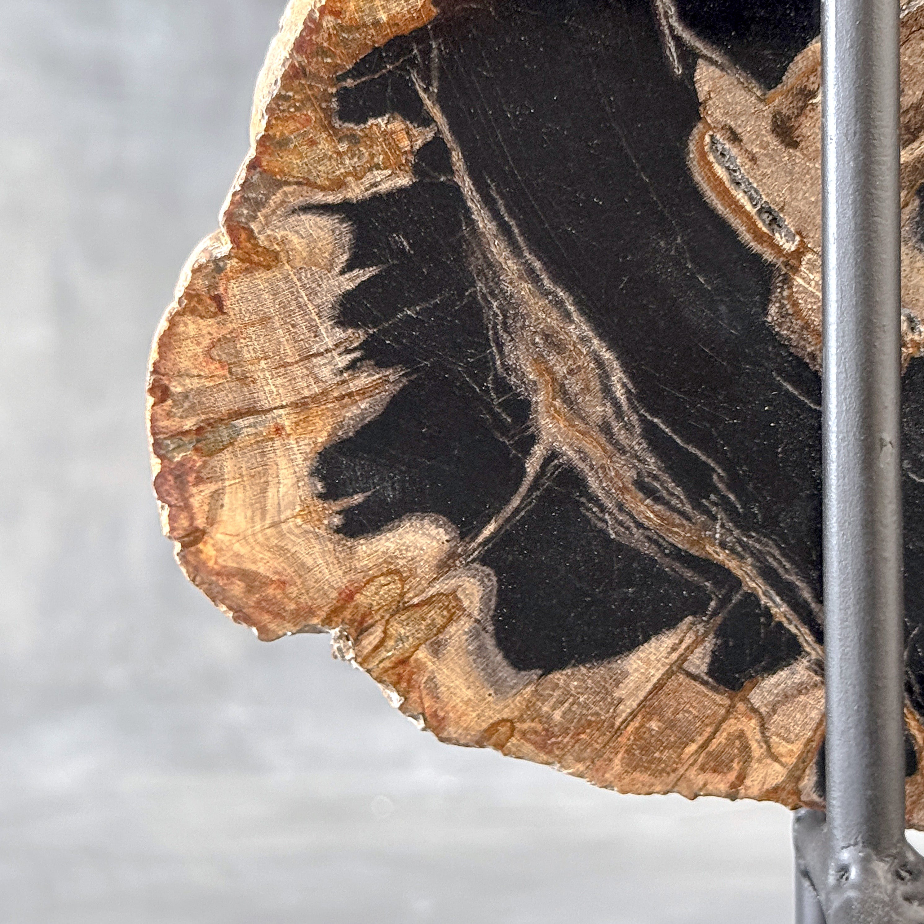 Beautiful Slice of Petrified Wood on stand - L5/168