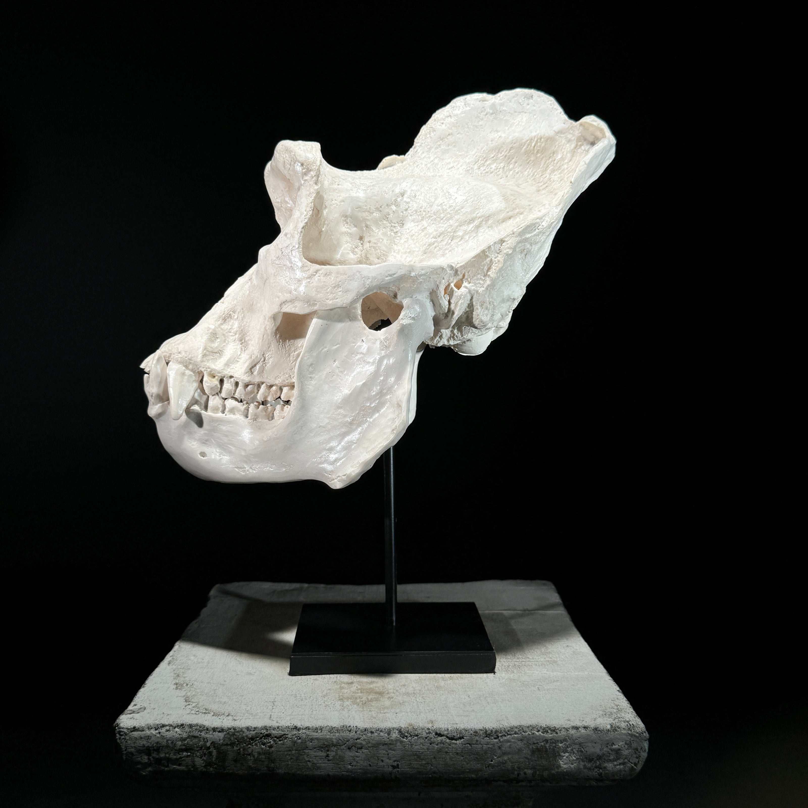 Gorrila Skull White - RS011