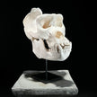 Gorrila Skull White - RS011