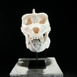 Gorrila Skull White - RS011