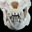 Gorrila Skull White - RS011