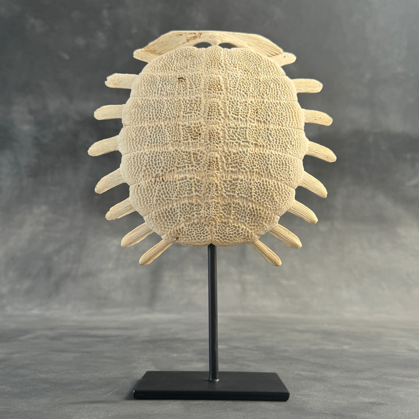 Turtle Shell  - ToS,A/011