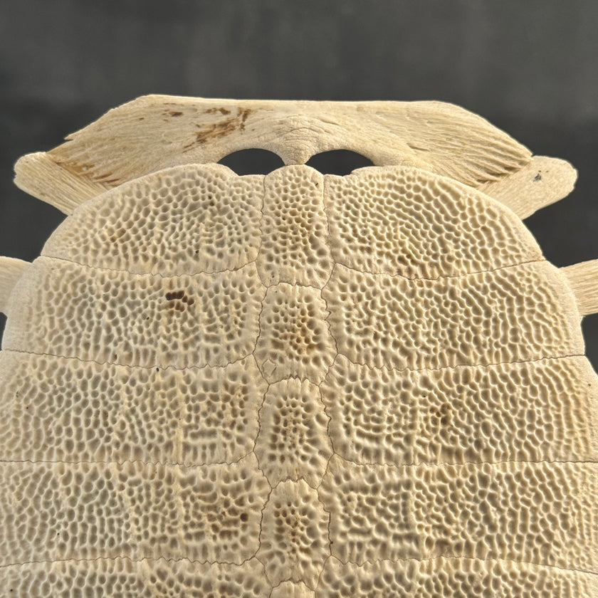 Turtle Shell  - ToS,A/011